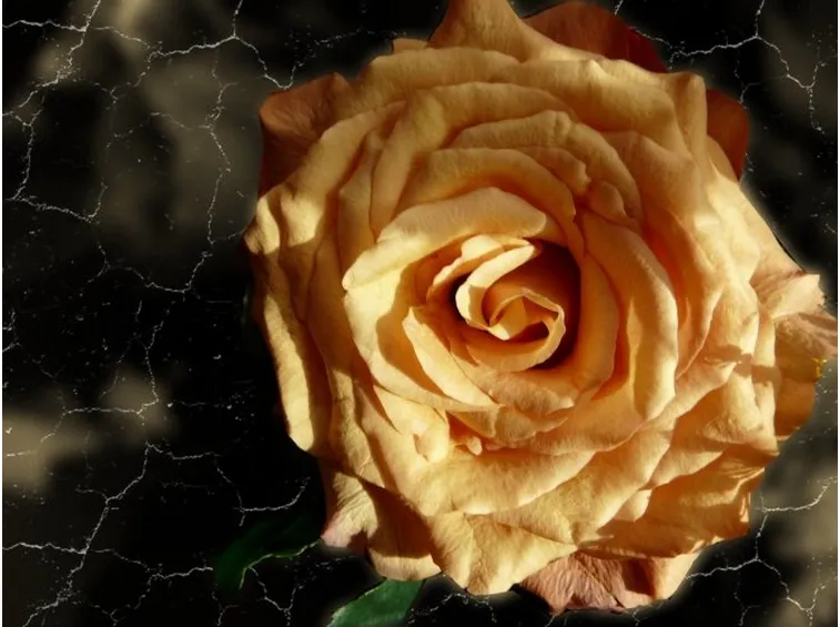 rose bologna