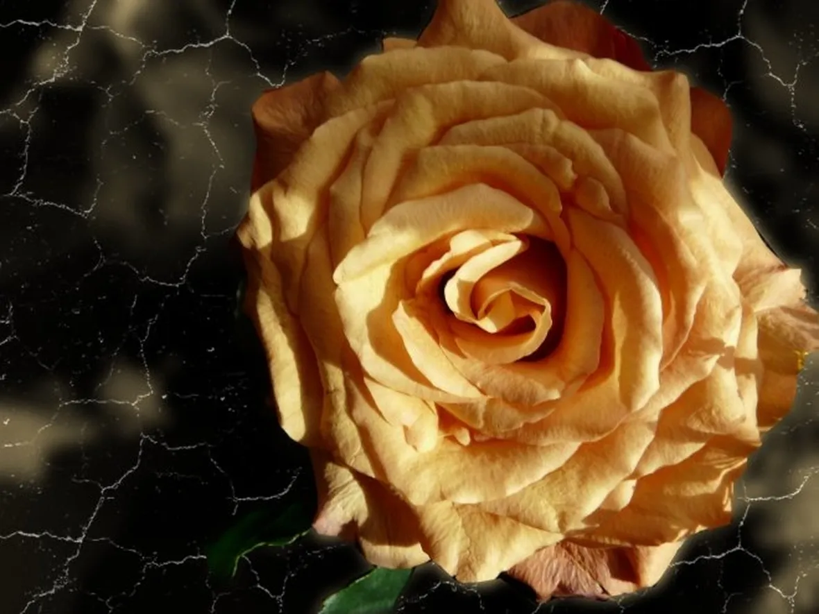 rose bologna