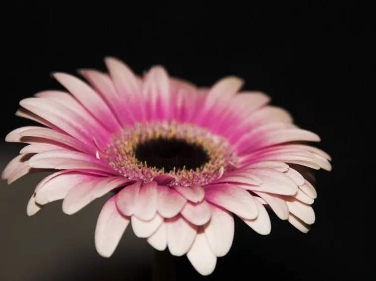 rose bolzano