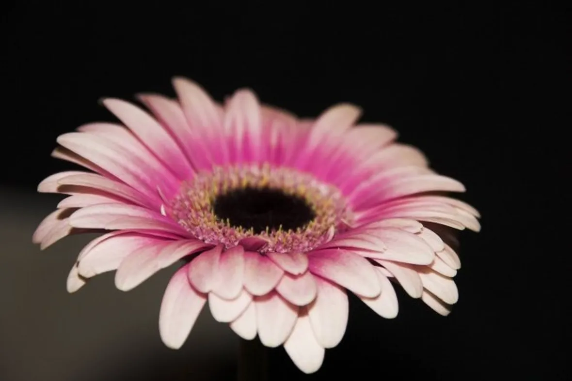 rose bolzano