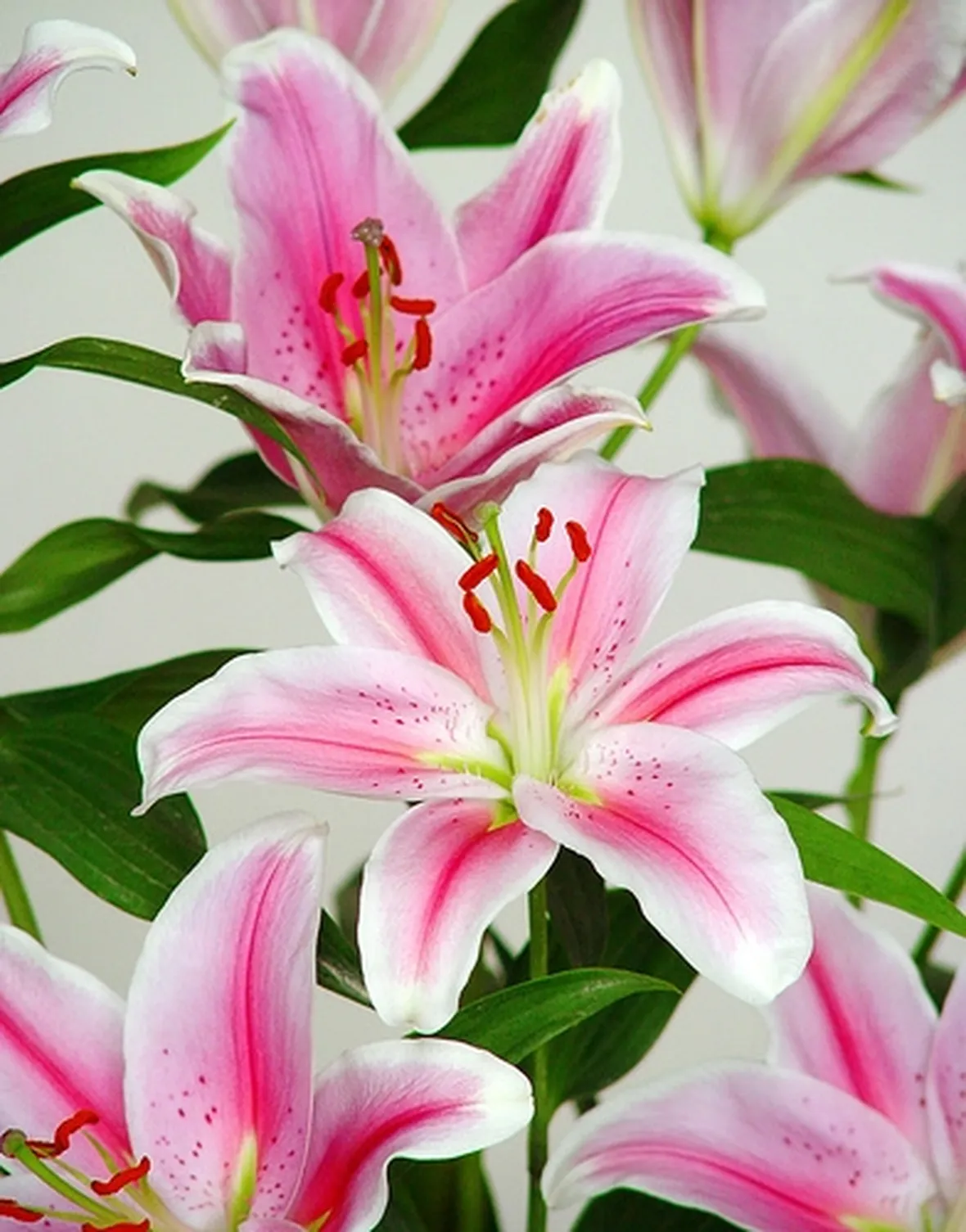 rose brescia