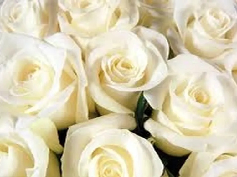 rose brindisi