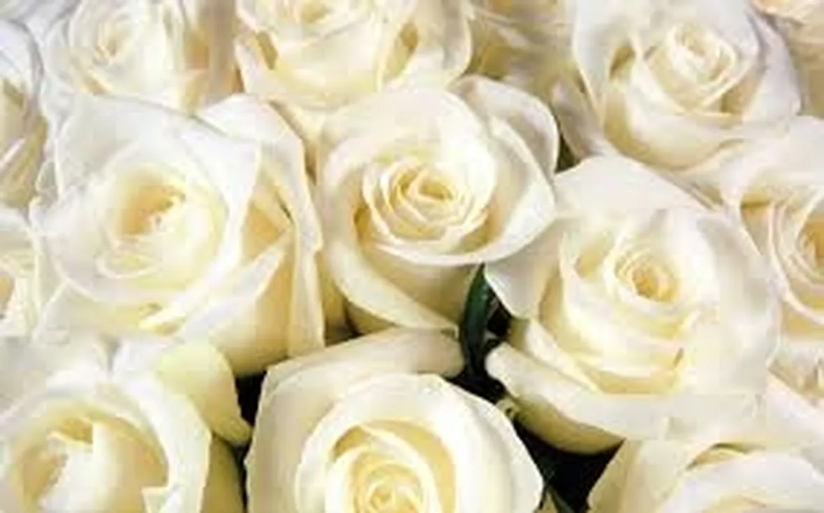 rose brindisi