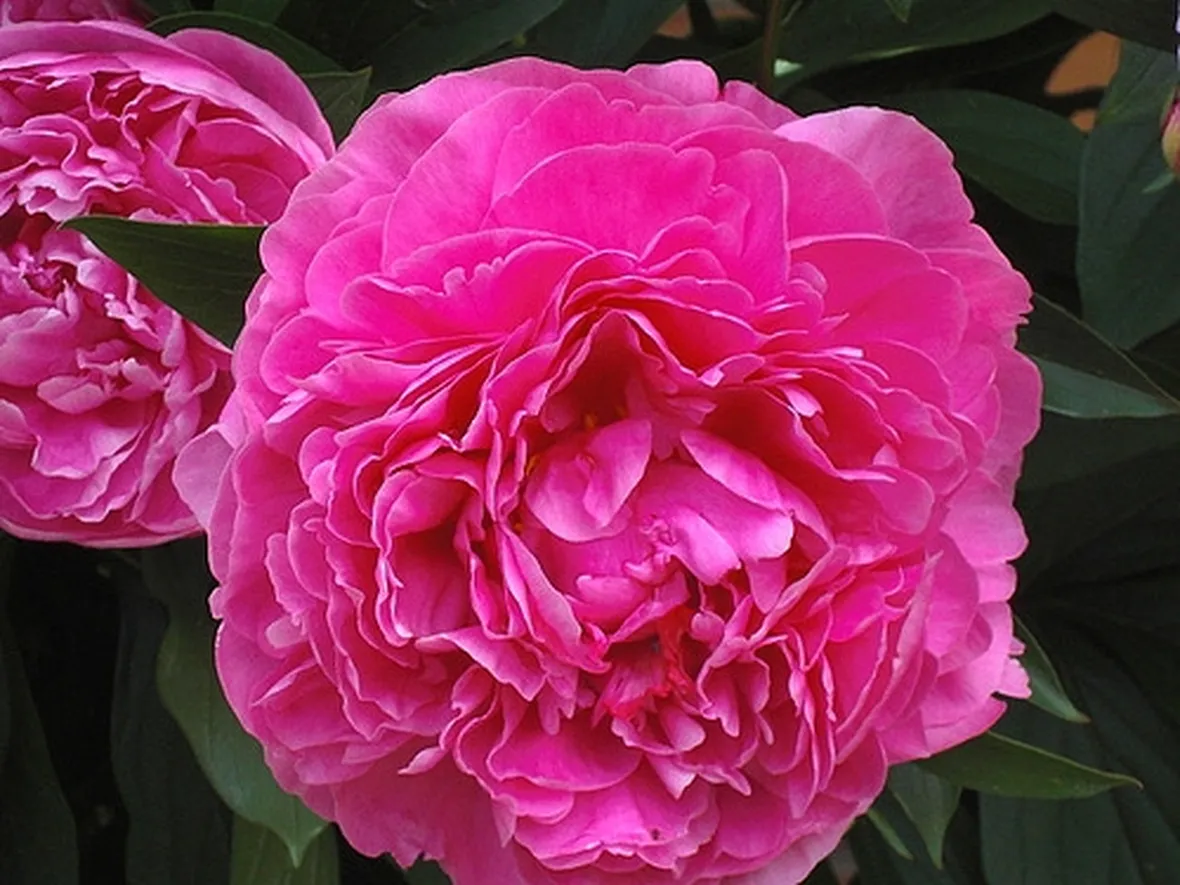 rose cagliari
