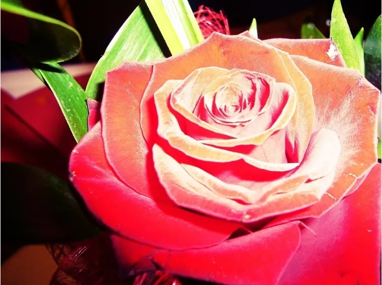 rose caltanissetta