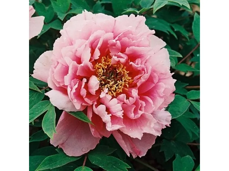 rose caserta