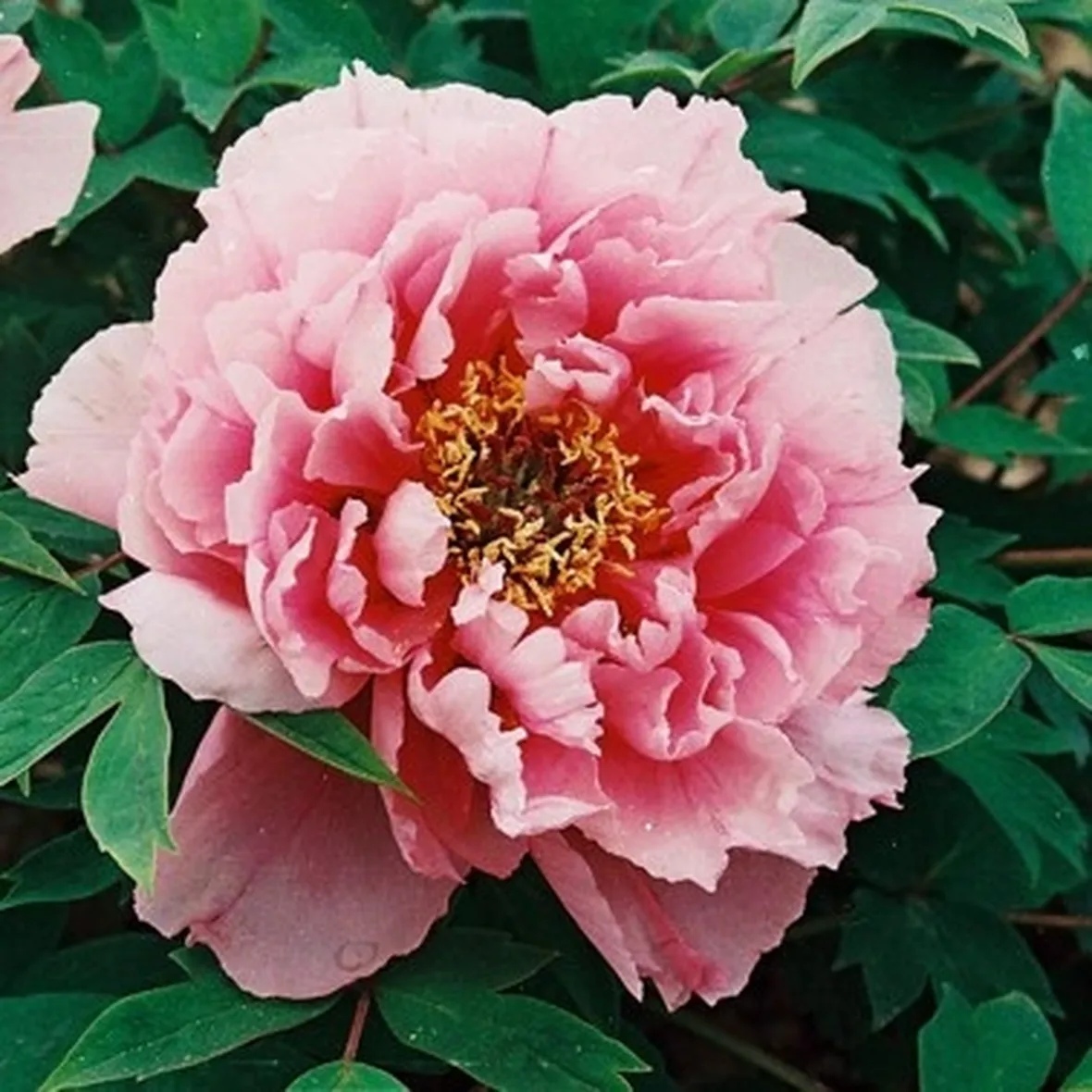 rose caserta