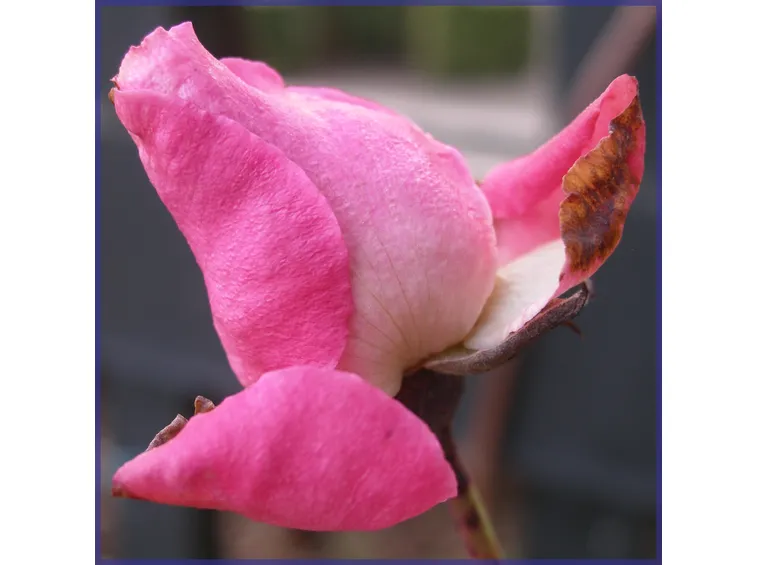 rose chieti