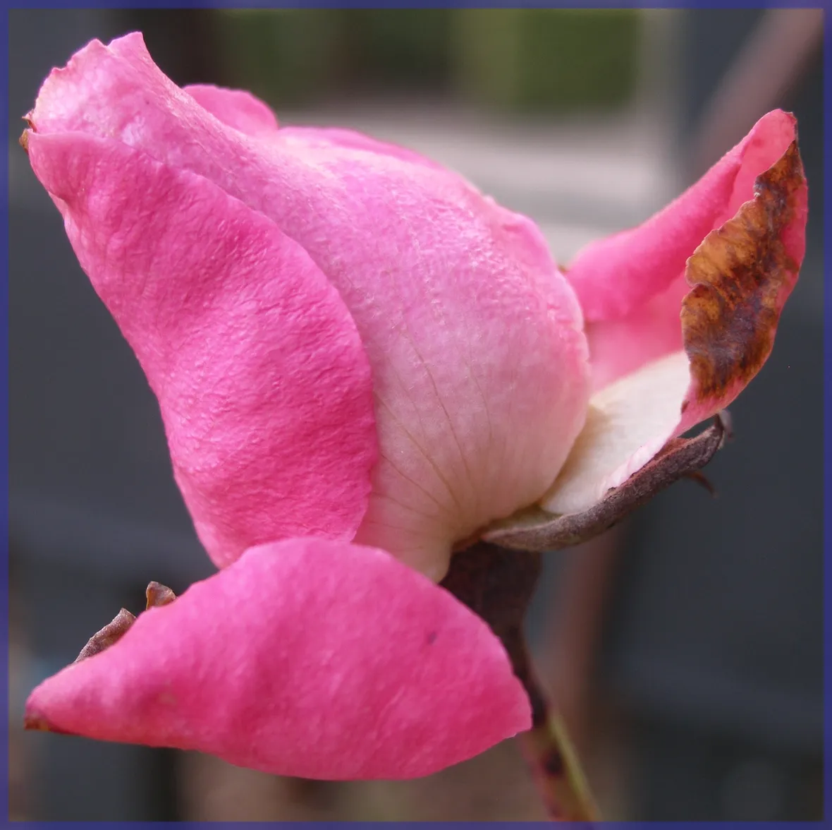 rose chieti