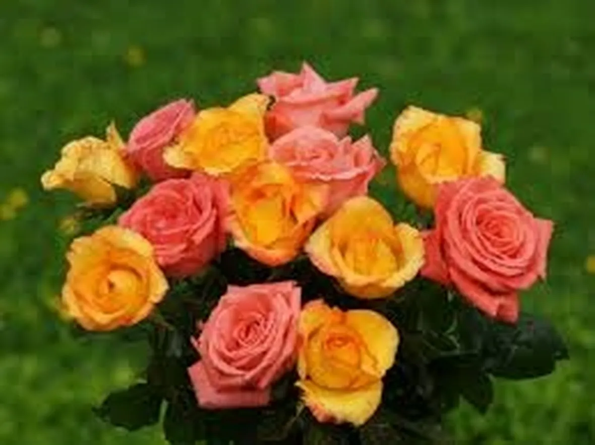rose como