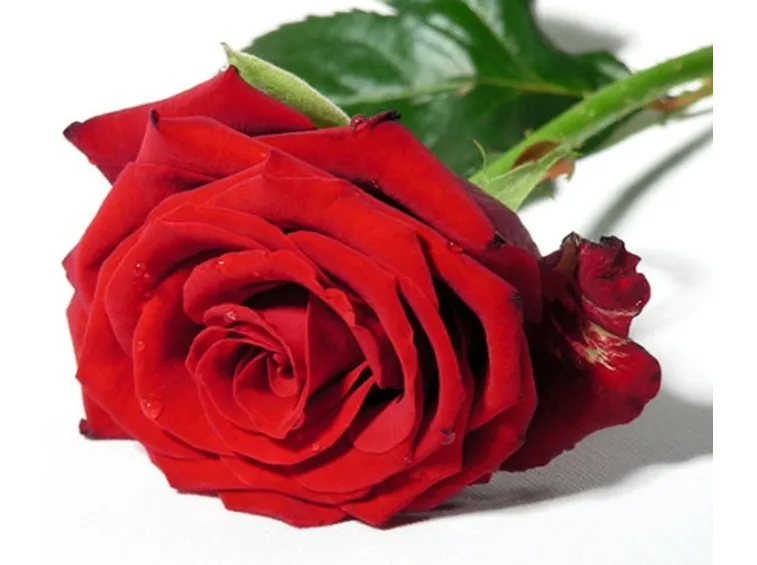 rose cosenza
