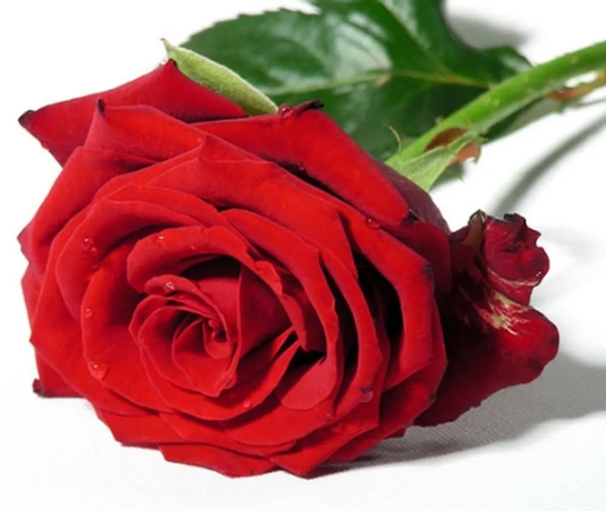 rose cosenza