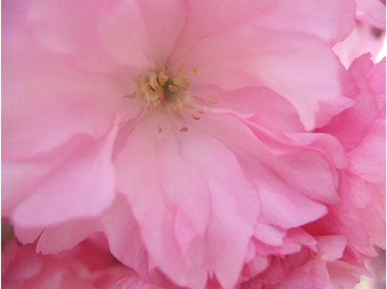 rose cremona