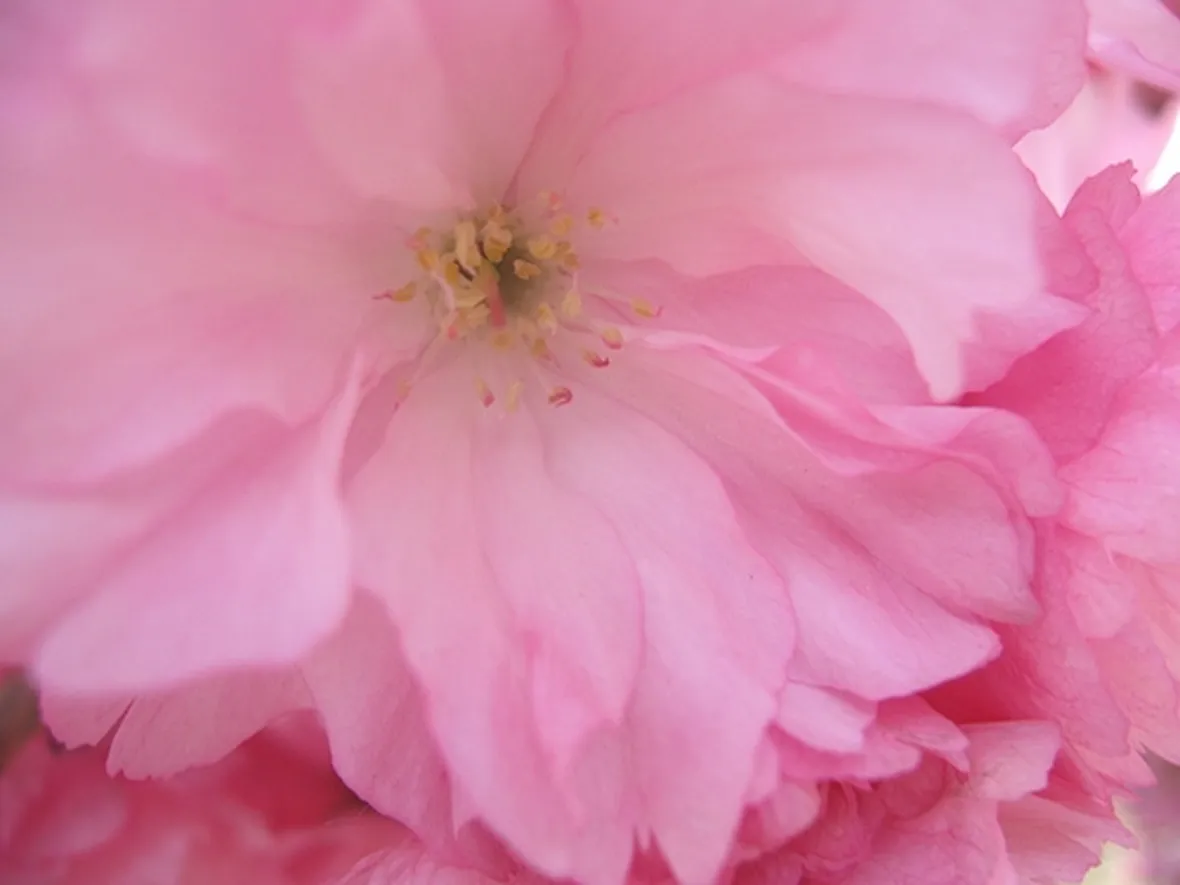 rose cremona