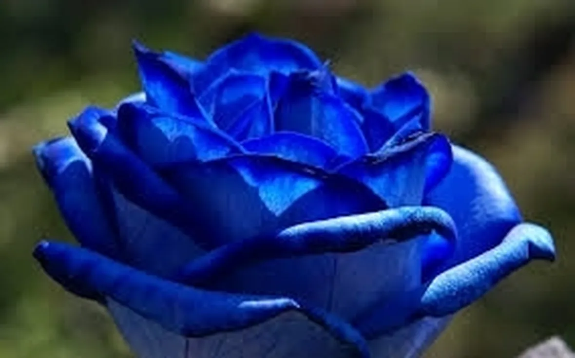 rose cuneo
