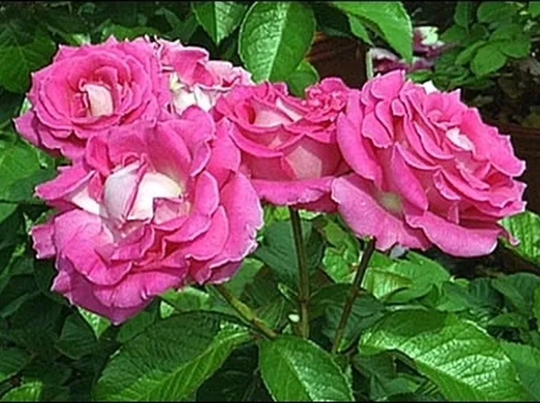 rose cura