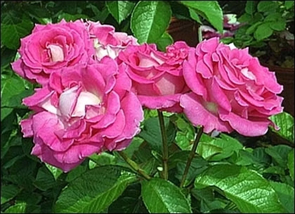rose cura