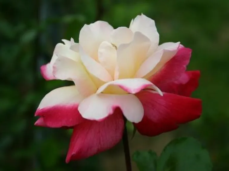 rose enna