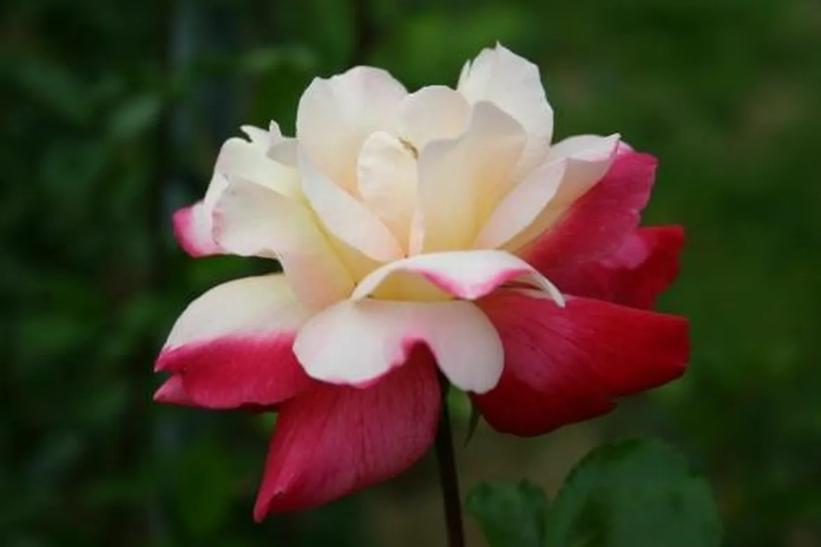 rose enna
