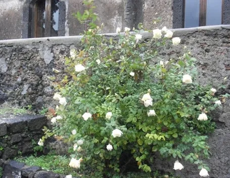 rose estate