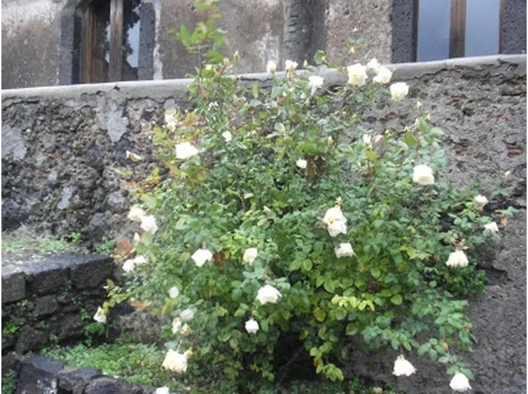 rose estate