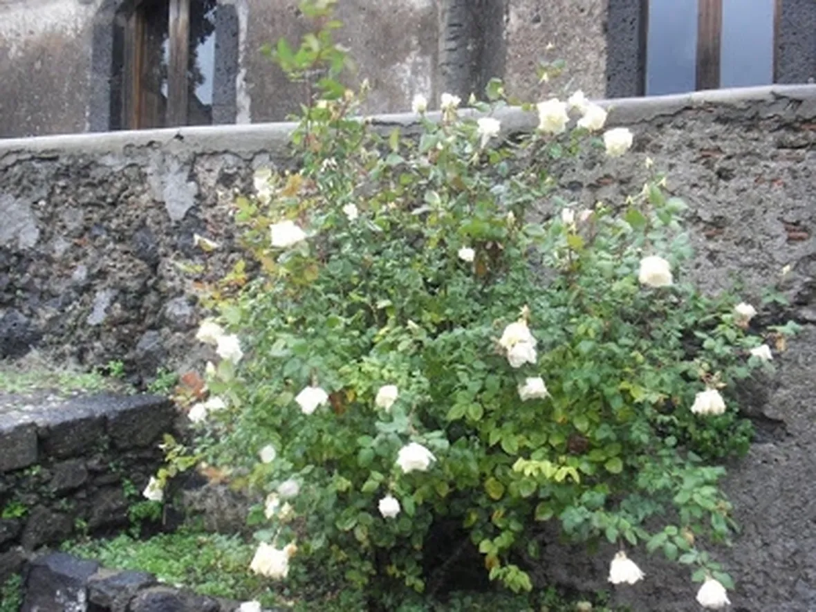 rose estate