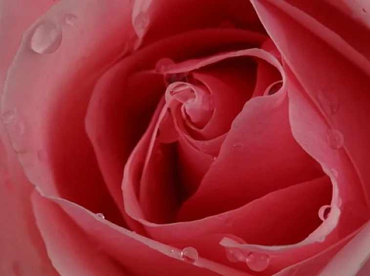 rose fermo