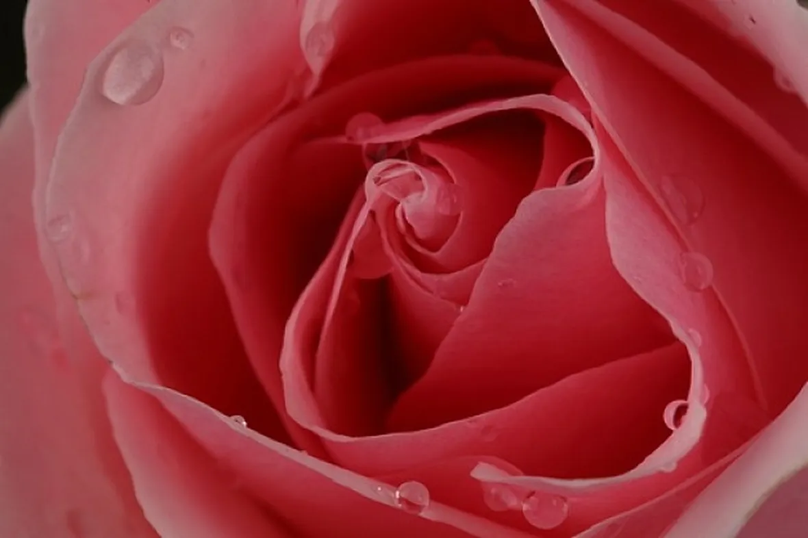 rose fermo