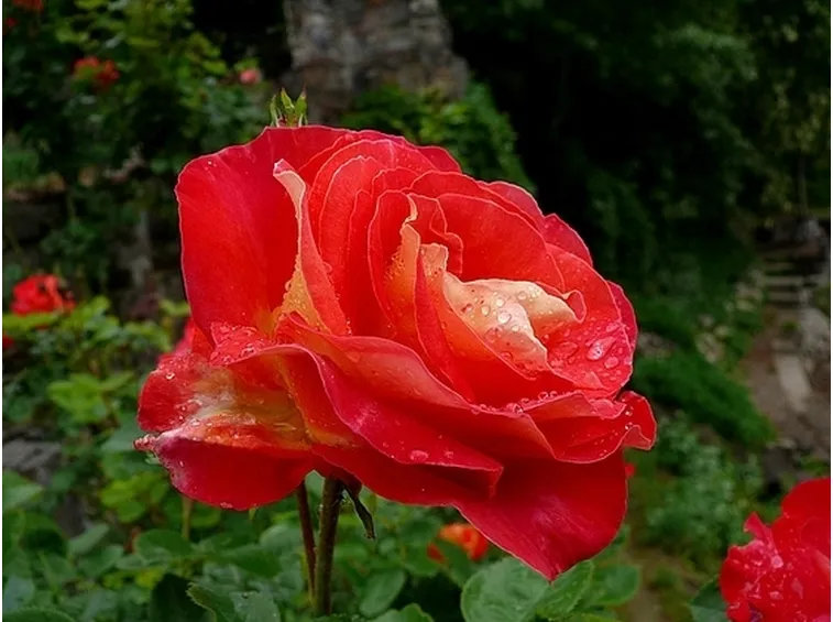 rose firenze