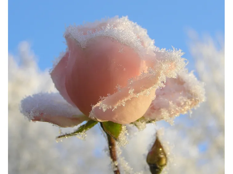 rose foggia