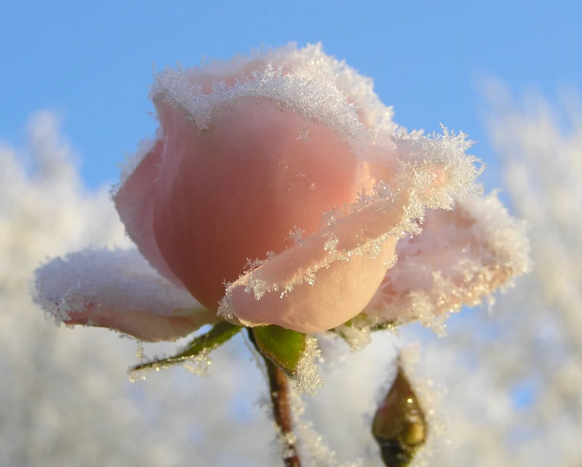 rose foggia