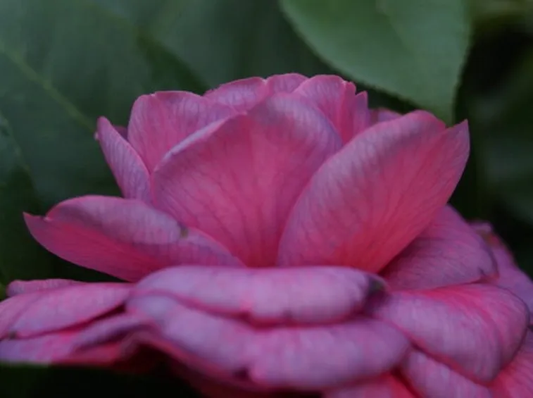 rose forli