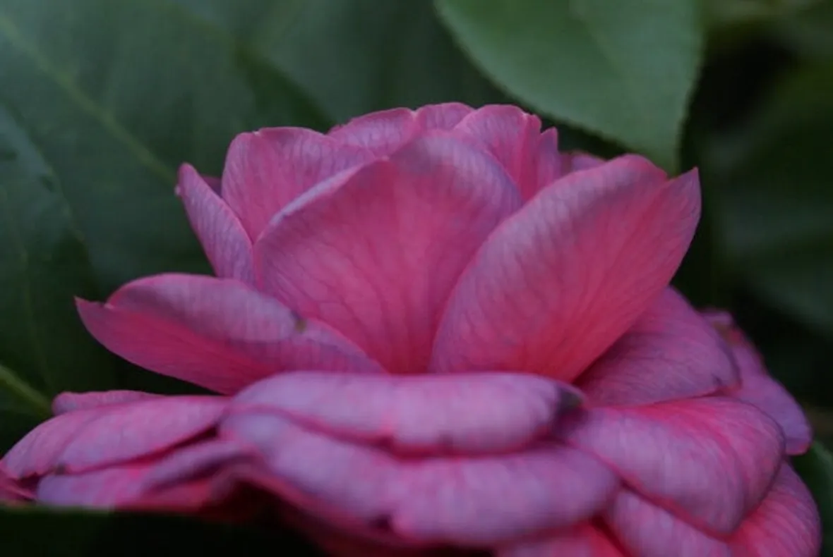 rose forli