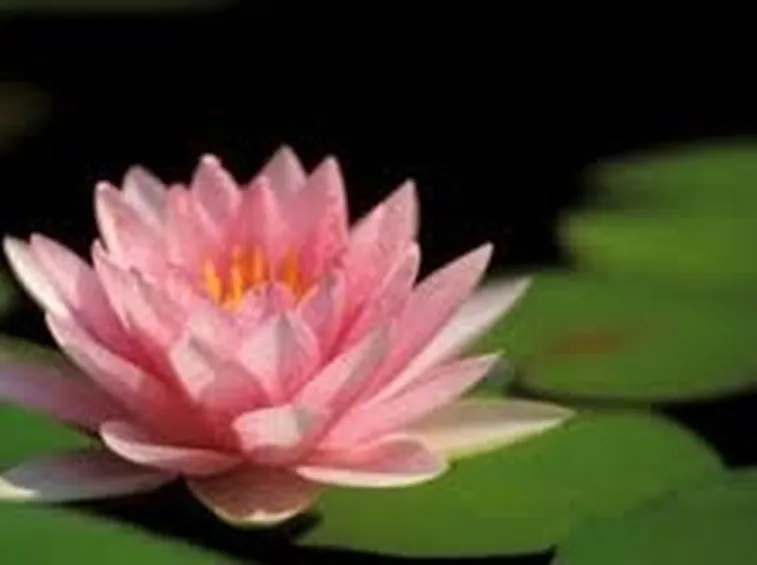 rose imperia