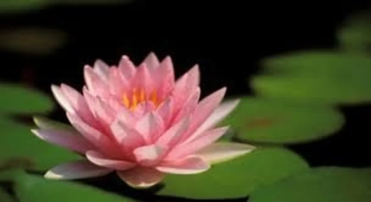 rose imperia
