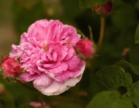 rose inverno