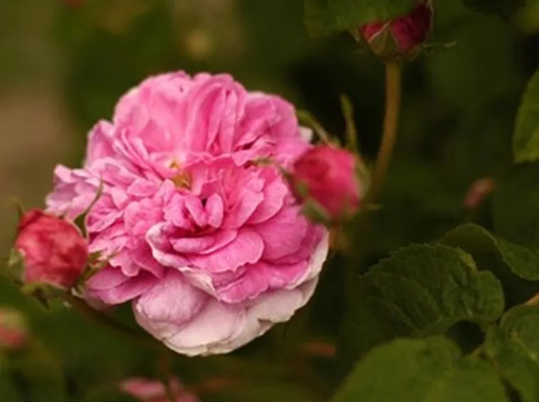 rose inverno