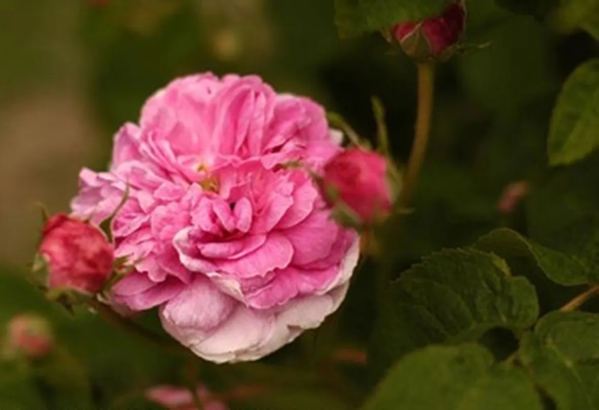 rose inverno