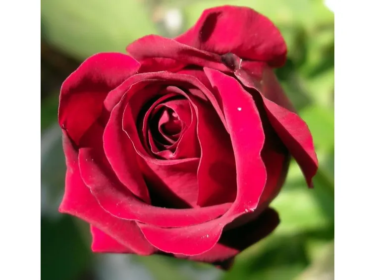 rose la spezia