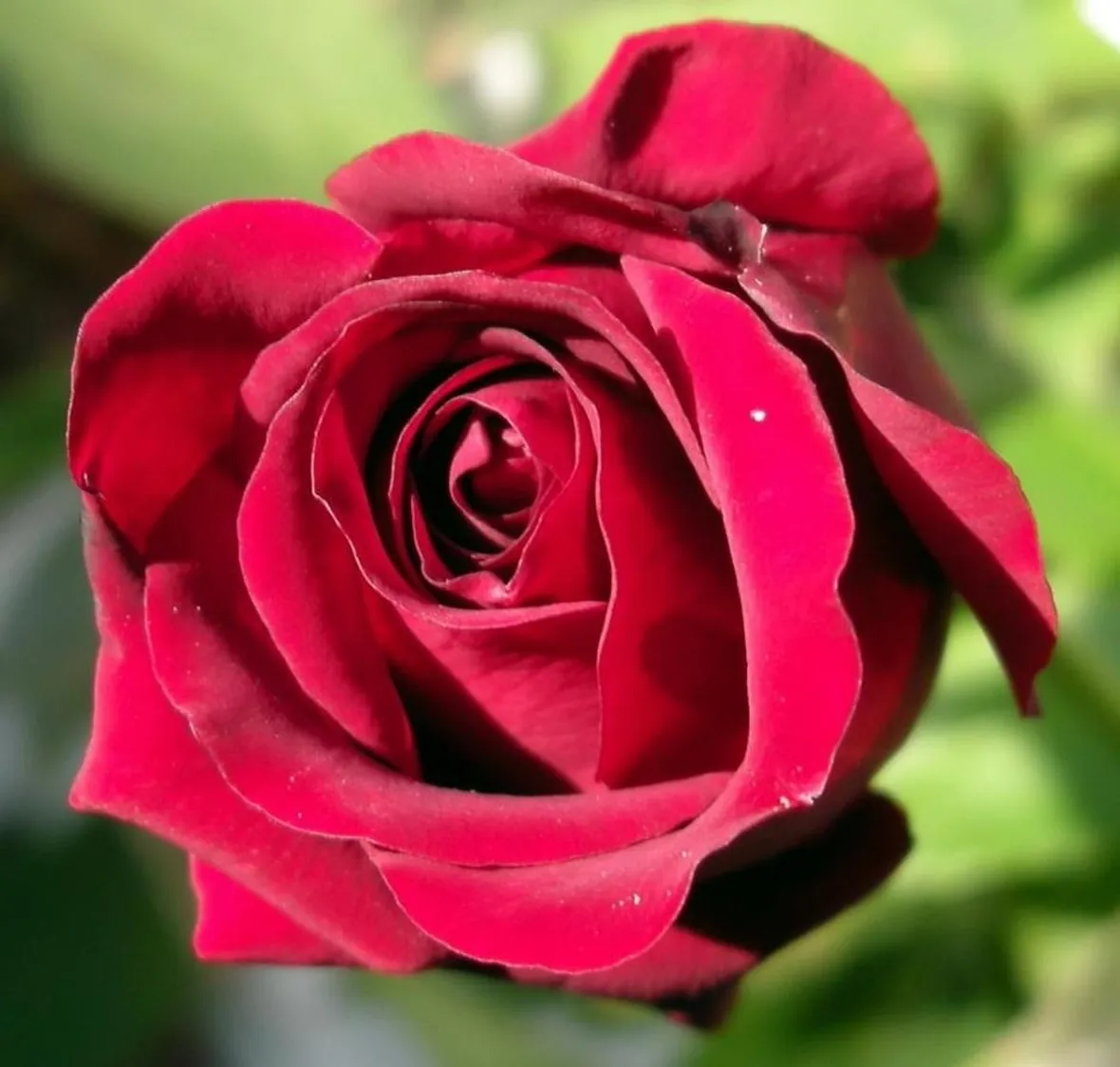 rose la spezia
