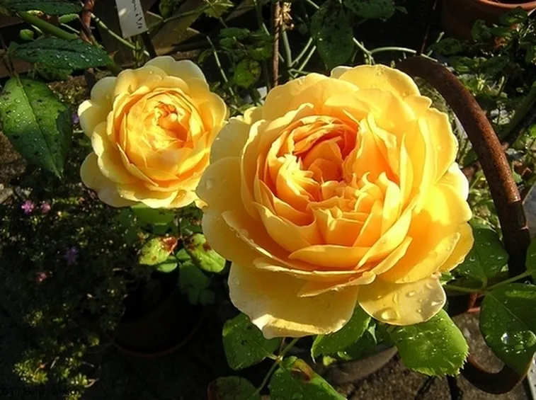 rose l'aquila