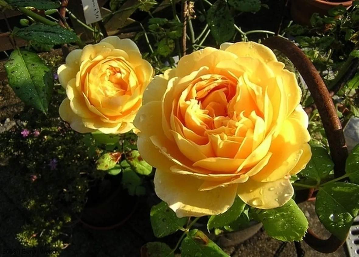 rose l'aquila