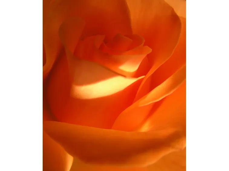 rose latina