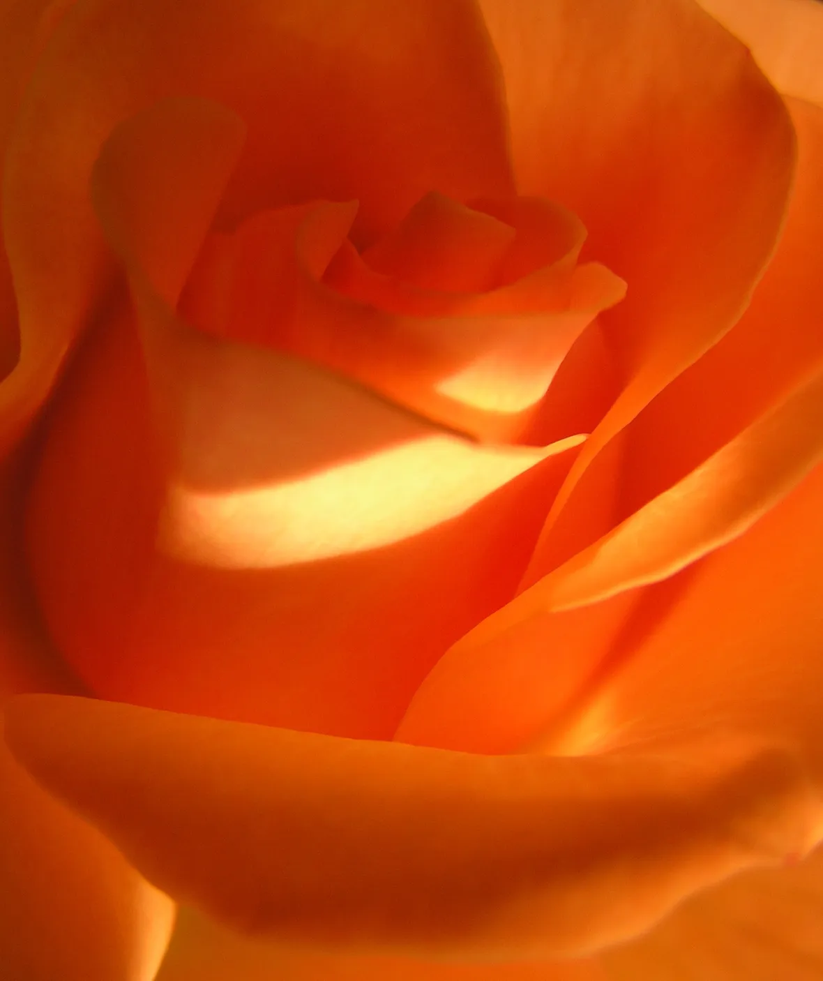 rose latina