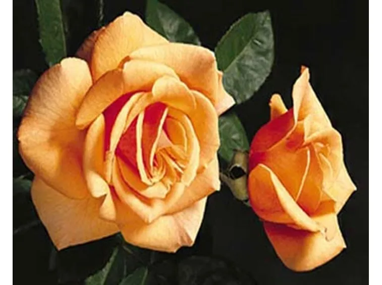 rose lecco