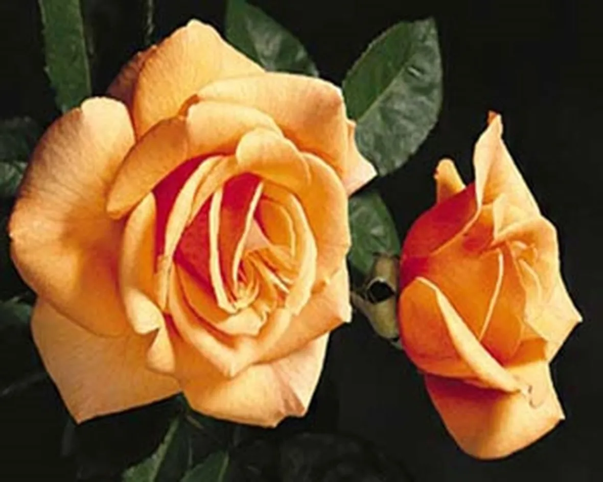 rose lecco