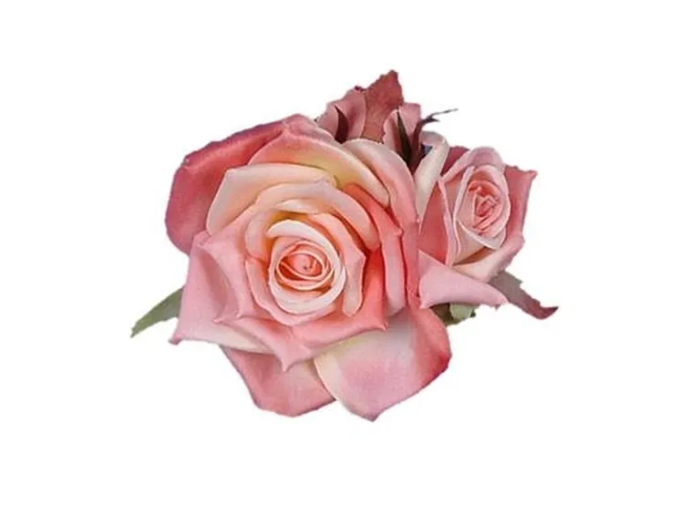 rose livorno