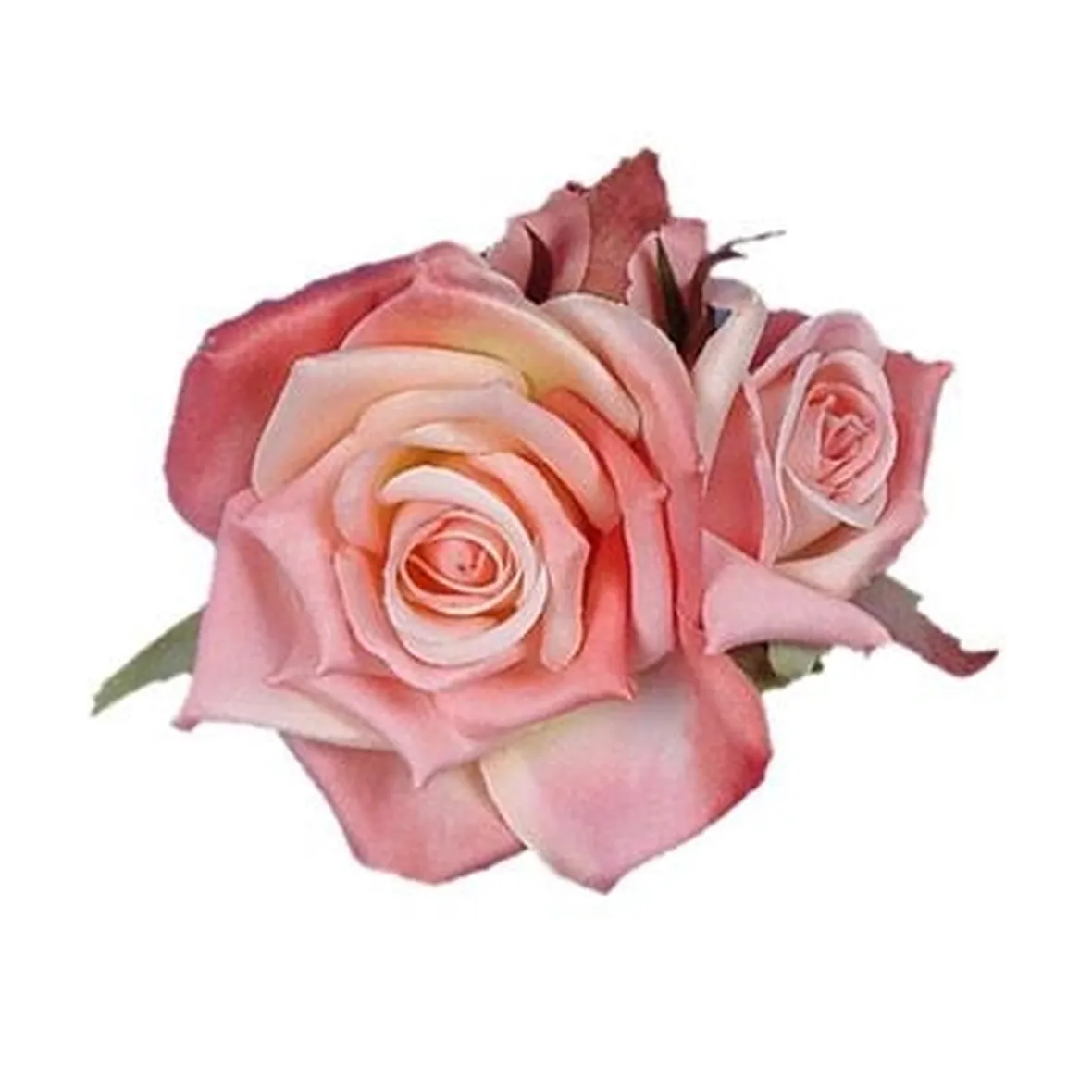 rose livorno