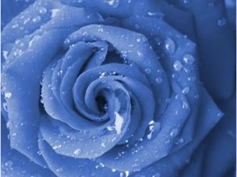 rose lodi
