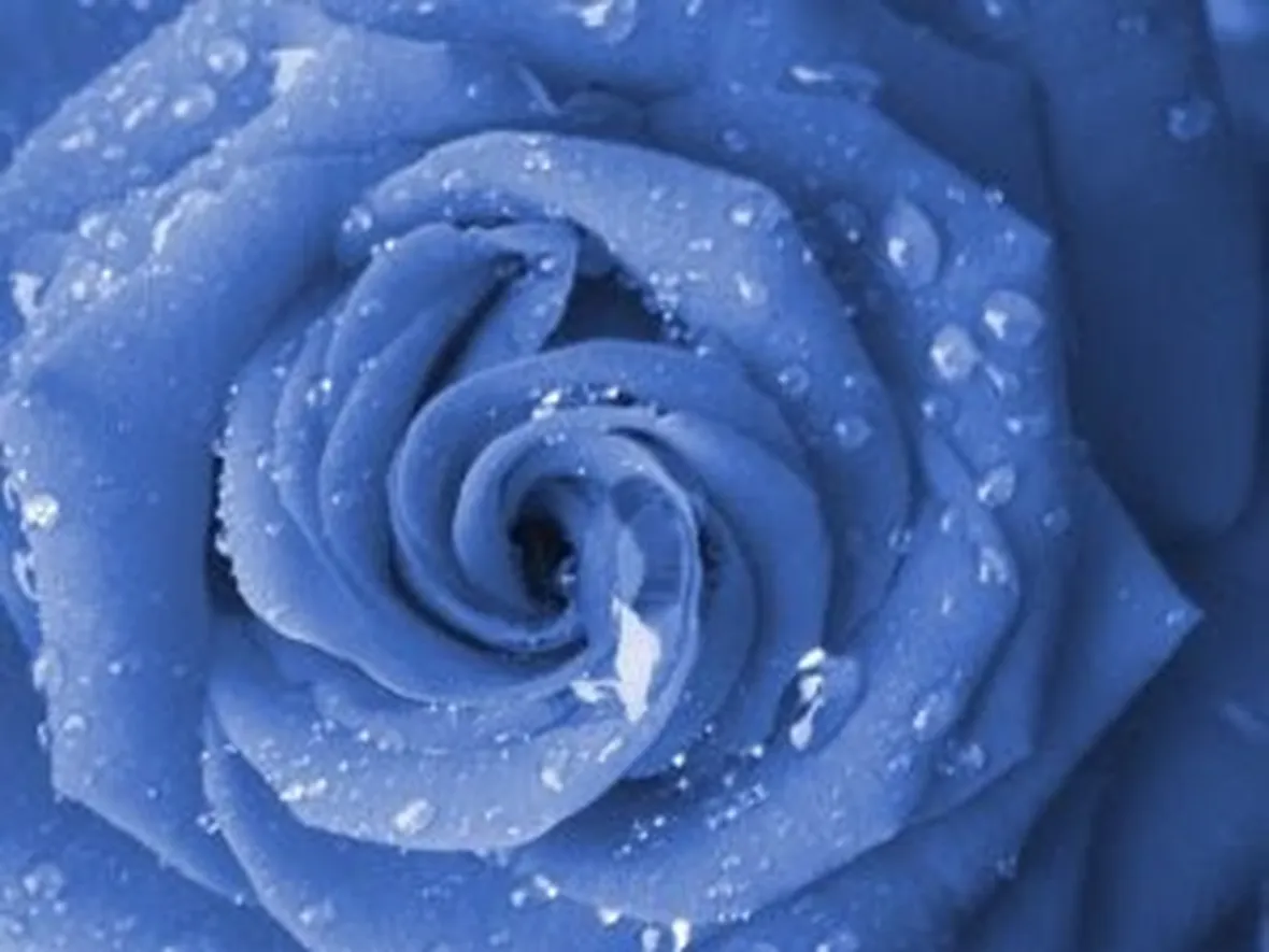rose lodi